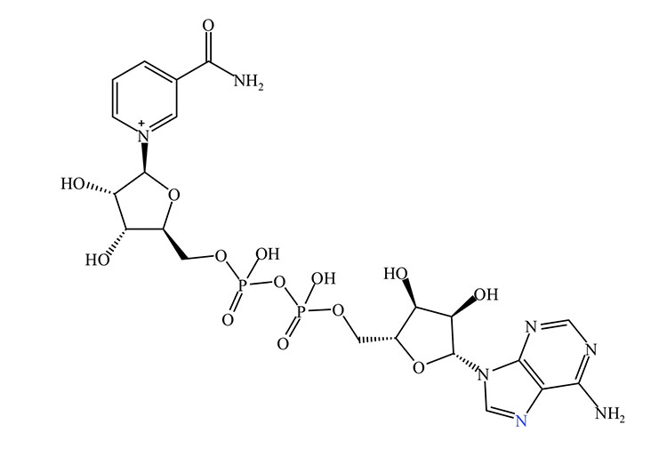 NAD structure.jpg